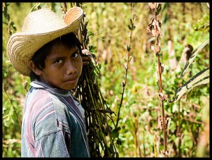 si-se-aprueba-en-sus-terminos-la-propuesta-del-pef-2017-habria-en-el-campo-800-mil-nuevos-pobres