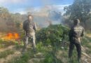 Desmantelan Fuerzas de Seguridad campamentos, secaderos y plantíos de marihuana en Florencia