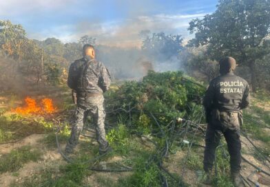 Desmantelan Fuerzas de Seguridad campamentos, secaderos y plantíos de marihuana en Florencia