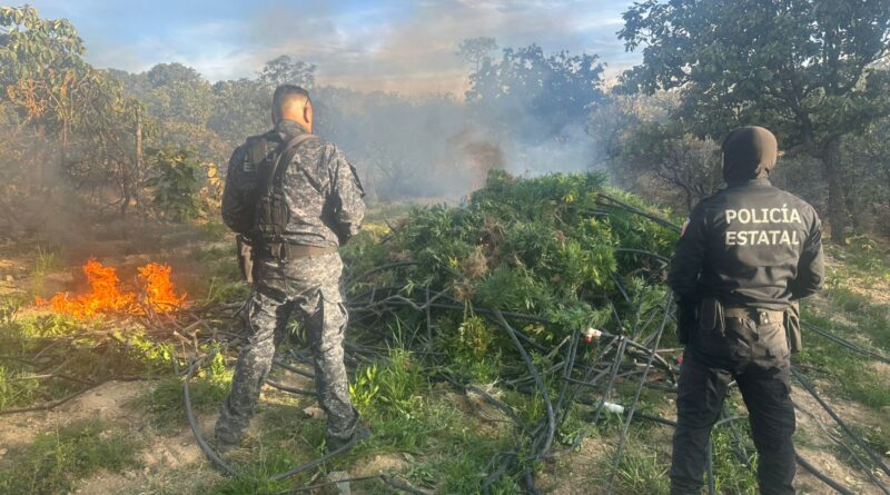 Desmantelan Fuerzas de Seguridad campamentos, secaderos y plantíos de marihuana en Florencia