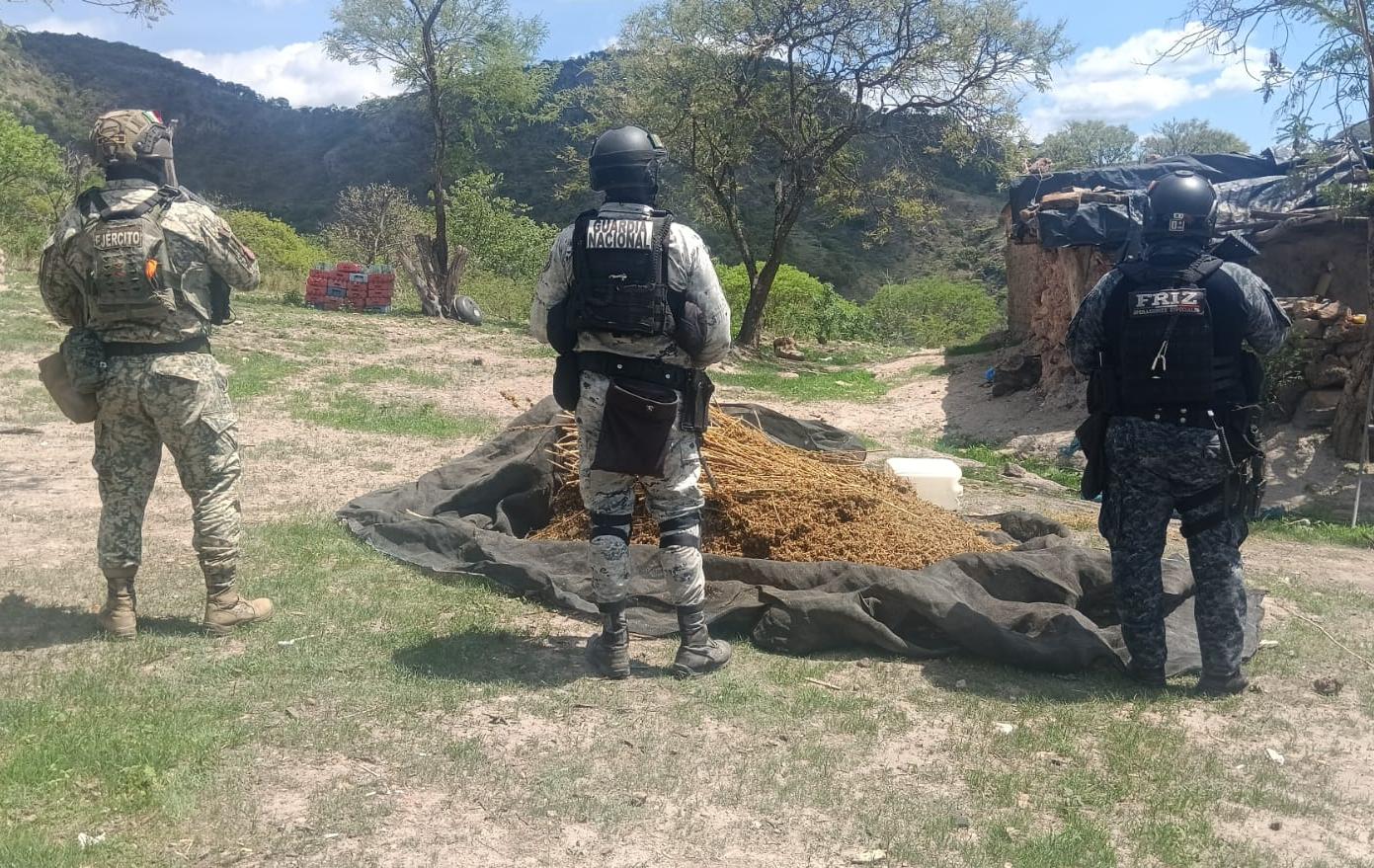 Aseguran Fuerzas de Seguridad seis vehículos, un arma larga y destruyen 300 kilos de marihuana en Florencia de Benito Juárez