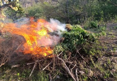 Amplían Fuerzas de Seguridad aseguramiento y destrucción de marihuana en Florencia de Benito Juárez; suman más de 1.3 toneladas