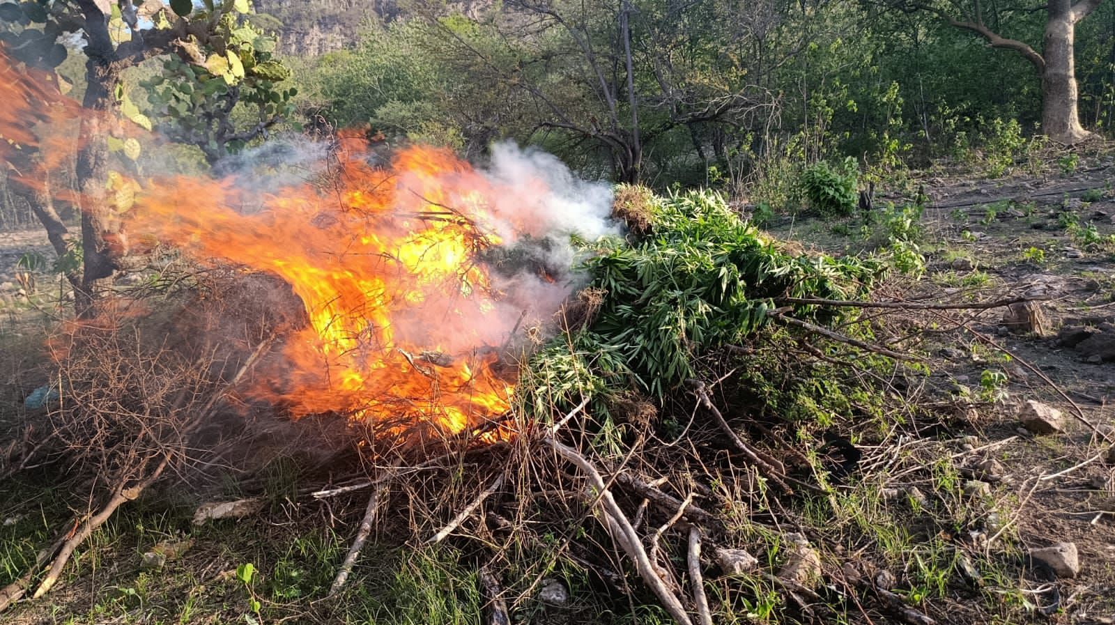 Amplían Fuerzas de Seguridad aseguramiento y destrucción de marihuana en Florencia de Benito Juárez; suman más de 1.3 toneladas