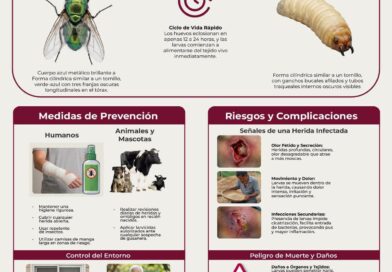 Confirma SSZ segundo caso de miasis por gusano barrenador en humanos